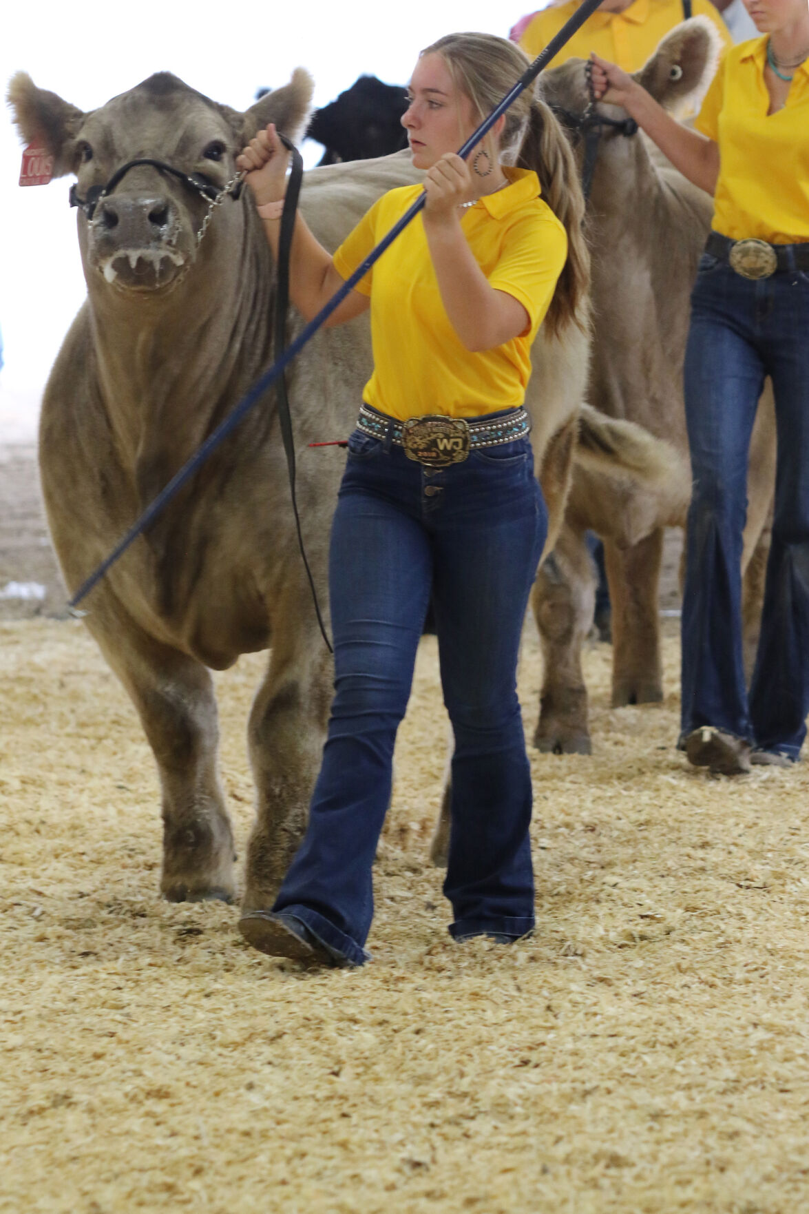PHOTOS: Market Beef Show 2020